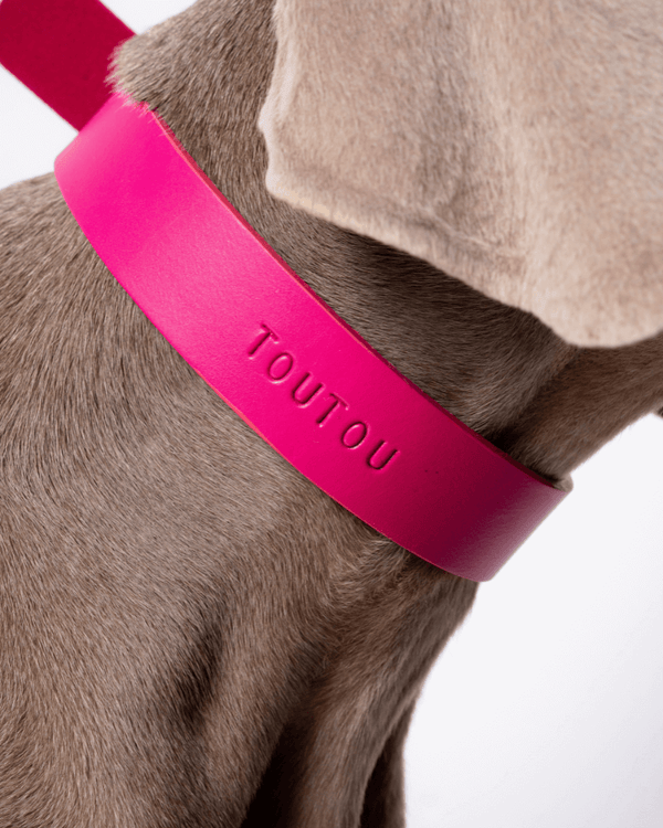 carte-cadeau-atelier-colliers-de-chiens