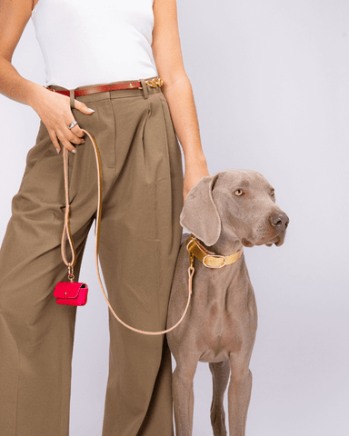 Carte cadeau • Atelier Colliers de chiens