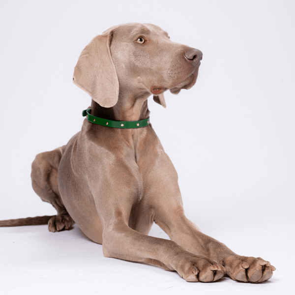 paris-atelier-ceinture-amp-collier-de-chien